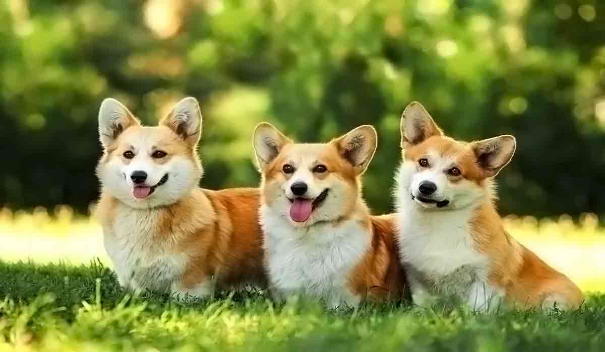 在线短信平台